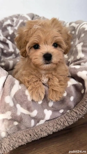 maltipoo barboncino baietel 
