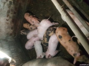 vand purcei  - imagine 2