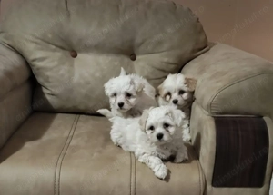 2 fetite Bichon maltez