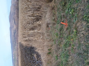 Vând Teren Băcia -Batiz - imagine 4