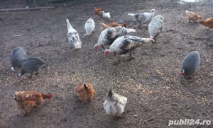 Curcani de vanzare - imagine 2