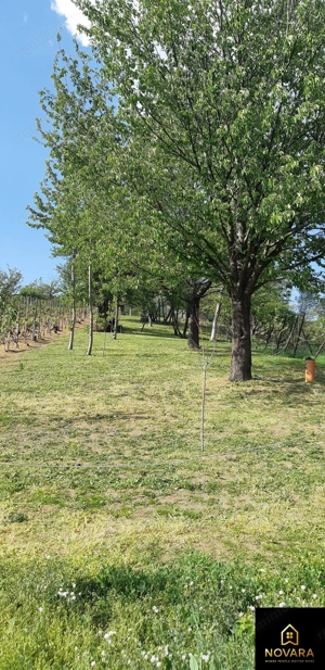 Teren Podgoria de vânzare - imagine 3