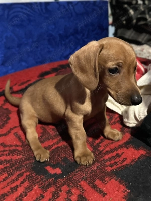 Cățeluș teckel foarte iubitor și jucăuș - imagine 3