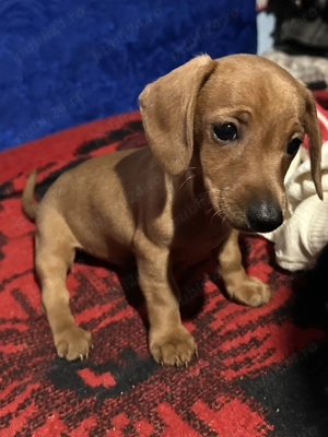 Cățeluș teckel foarte iubitor și jucăuș - imagine 2