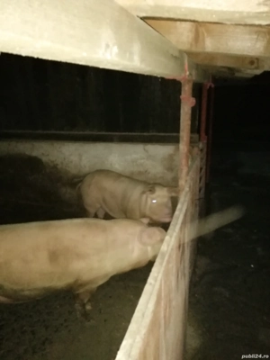 Vând porc românesc 