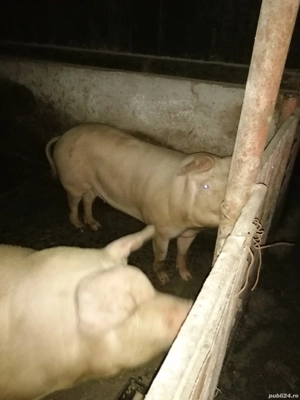 Vând porc românesc  - imagine 2