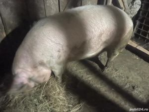  vand scroafa  - imagine 5