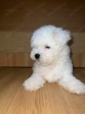 Bichon Maltez 