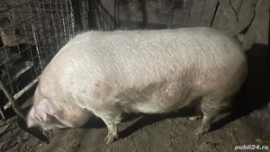  vand scroafa  - imagine 3