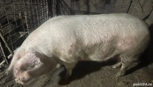  vand scroafa  - imagine 2