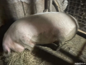  vand scroafa  - imagine 4