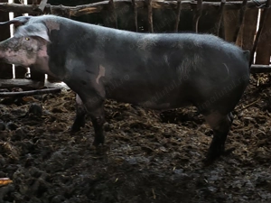 Porc de vânzare  - imagine 2