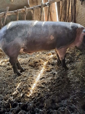 Porc de vânzare 