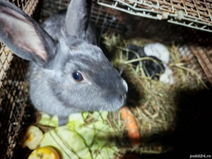 vand femela cu pui  - imagine 3