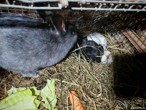 vand femela cu pui  - imagine 2