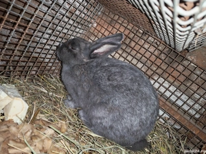 vand femela cu pui  - imagine 5