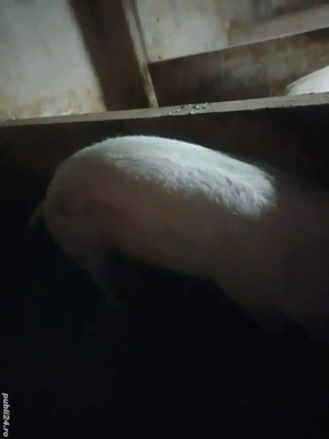 vand scroafa de 250kg