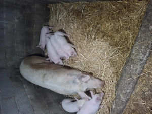 Vând purcei rasa Marele Alb  - imagine 2