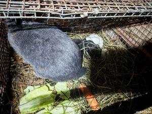 vand femela cu pui  - imagine 4