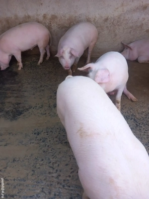 vand porci pentru sacrificat - imagine 2