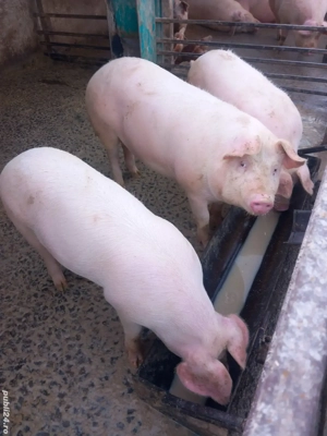 vand porci pentru sacrificat
