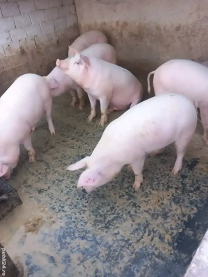 vand porci pentru sacrificat - imagine 3