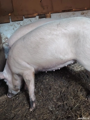 De vânzare porci  - imagine 2