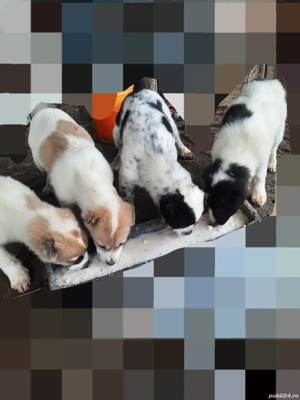 Catei Ciobanesc de Asia Centrala