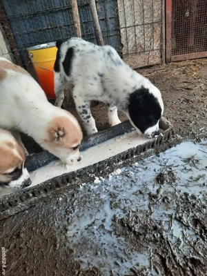 Catei Ciobanesc de Asia Centrala - imagine 5