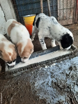 Catei Ciobanesc de Asia Centrala - imagine 3