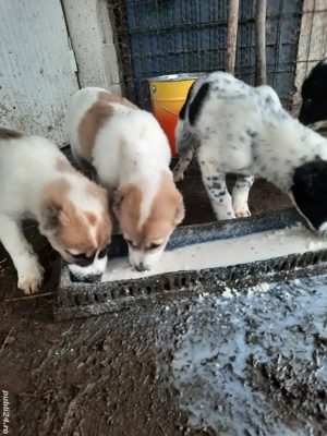 Catei Ciobanesc de Asia Centrala - imagine 4