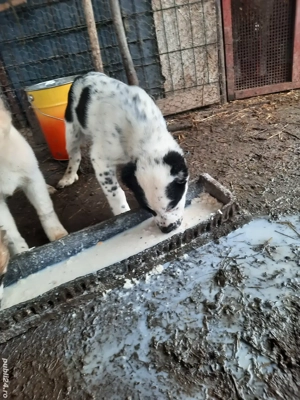 Catei Ciobanesc de Asia Centrala - imagine 2