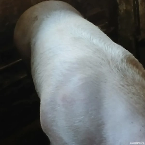 porc 360 kg - imagine 7