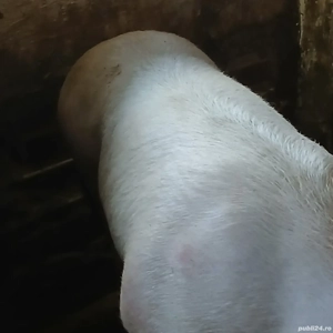 porc 360 kg - imagine 6