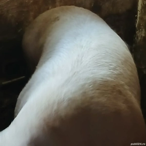 porc 360 kg - imagine 3