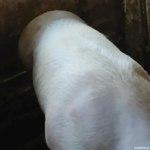 porc 360 kg - imagine 4