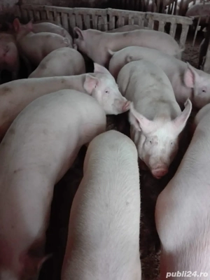 Porci de carne - imagine 2