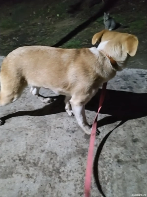 donez catelusa 7 luni vaccinata la un pas înaintevaccinara carnet sanatate