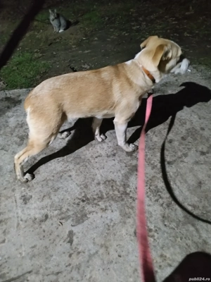 donez catelusa 7 luni vaccinata la un pas înaintevaccinara carnet sanatate - imagine 2