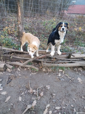 donez catelusa 7 luni vaccinata la un pas înaintevaccinara carnet sanatate - imagine 3