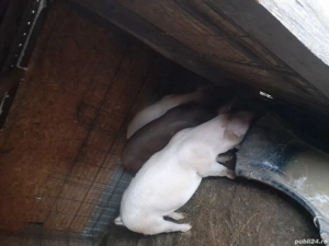 porci carne - imagine 4