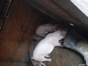 porci carne - imagine 2