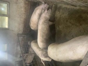 De plecare porci pentru sacrificare - imagine 2