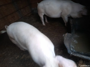 porci carne - imagine 3