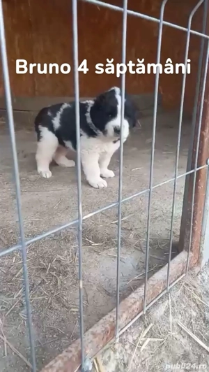 Vand mascul Ciobanesc de Bucovina 3 luni jumate 