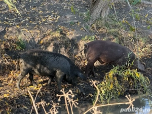 Porci Mangalița Crescut Natural - imagine 5