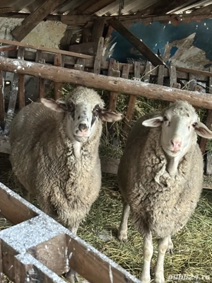 Vand mioare  - imagine 2