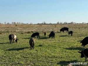 Porci Mangalița Crescut Natural