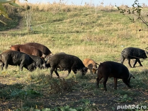 Porci Mangalița Crescut Natural - imagine 4