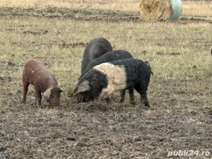 Porci Mangalița Crescut Natural - imagine 3